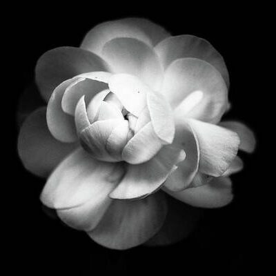 ranunculus-flower-annfrau